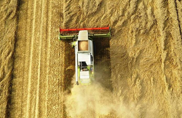 В Украине намолотили 45 млн т зерна