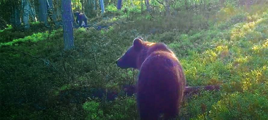 Медведица с медвежонком ищут ягодные места в нацпарке Карелии (ВИДЕО)