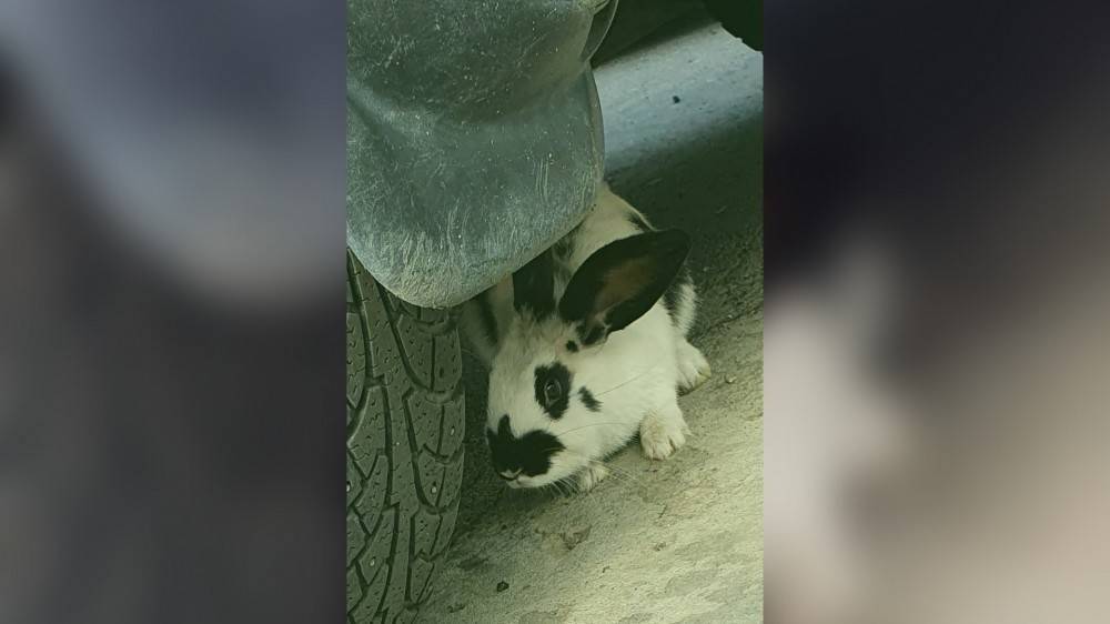 Неуловимый кролик появился на стоянке в Липецке