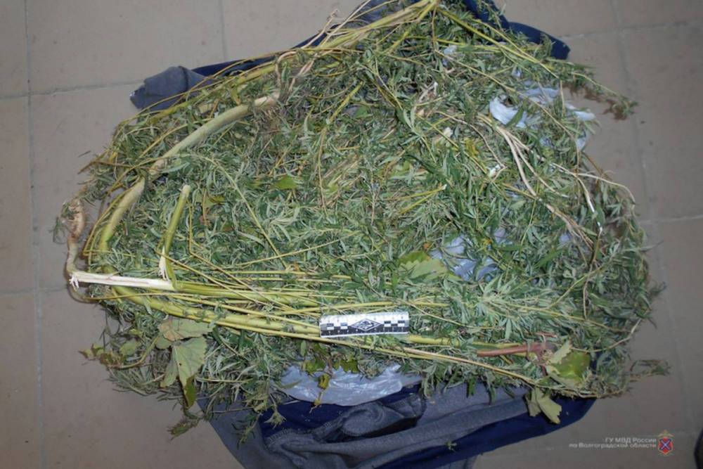 У жителя Волгоградской области полиция изъяла почти килограмм марихуаны