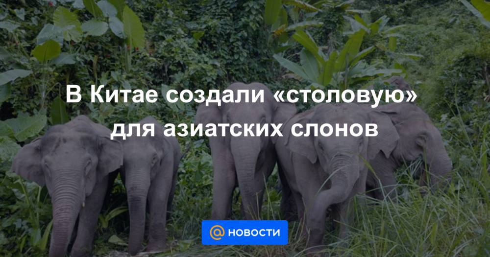 В Китае создали «столовую» для азиатских слонов