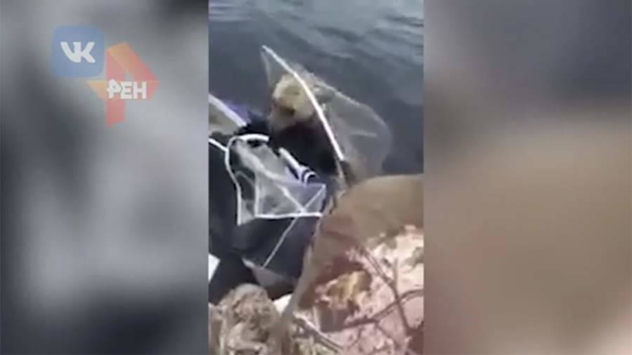 Рыбаки спасли тонувшего медвежонка на Ямале