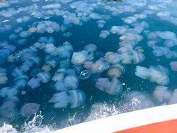 Украина хочет судиться с Россией из-за нашествия медуз в Азовском море