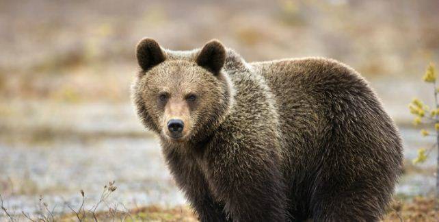 В лесу Кемеровской области медведь убил грибника