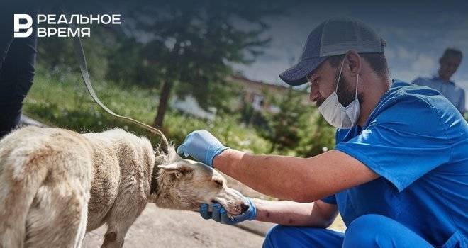 Мобильный пункт вакцинации и стерилизации собак приедет сегодня в Приволжский район Казани