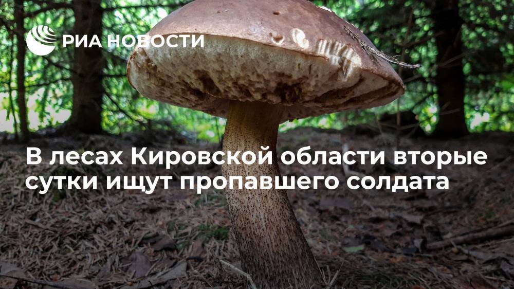 В лесах Кировской области вторые сутки ищут пропавшего солдата, отправившегося за грибами