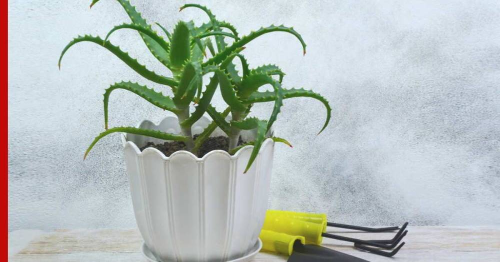 Красиво и полезно: 5 комнатных растений, очищающих воздух