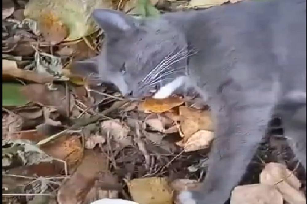 Житель Новосибирска спас от гибели кота с многочисленными переломами