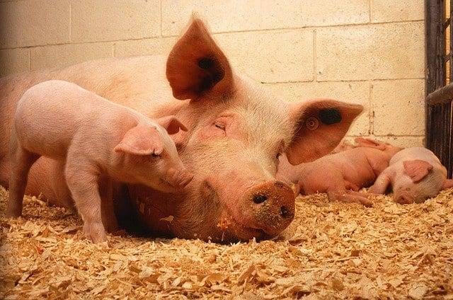 В Орловской области количество свиней превысило численность населения