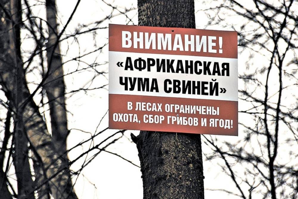 В Костромской области из-за АЧС ограничена охота на кабанов