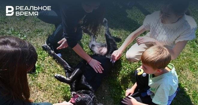 В Казани на благотворительной акции нашли хозяев для трех собак