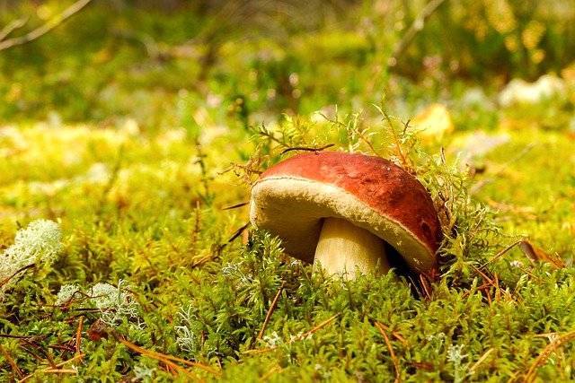 Из лесов Ленобласти за выходные вывели пятерых заблудившихся грибников