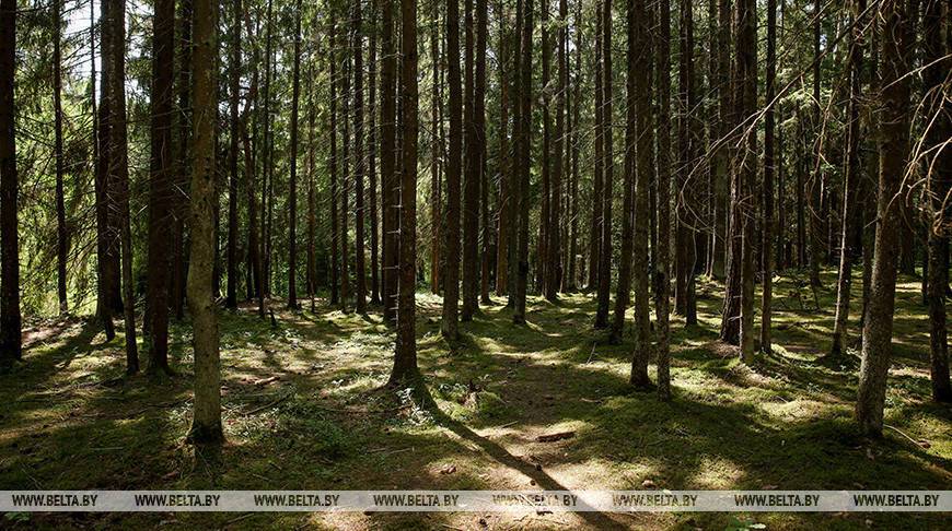 В Беларуси за сутки более 50 человек привлекались к поиску потерявшихся в лесах
