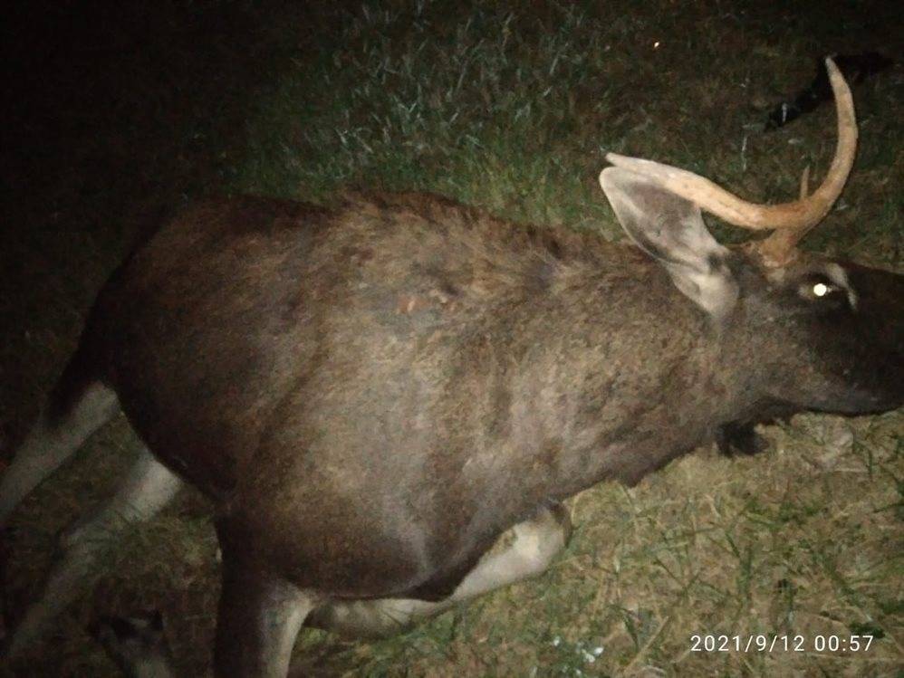 На трассе Цивильск-Ульяновск нашли мертвого лося. Ветеринары взяли пробы на сибирскую язву