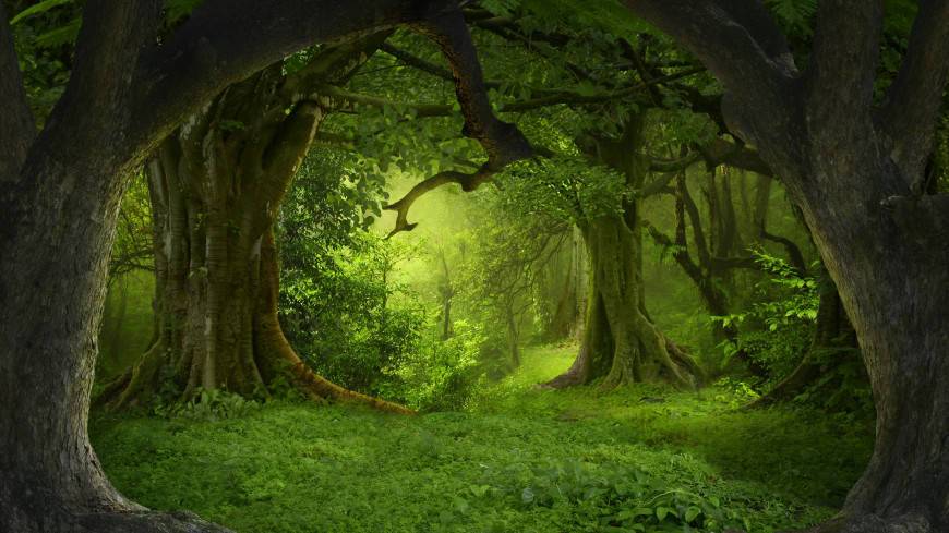 Экологи воссоздали облик одного из первых лесов Земли