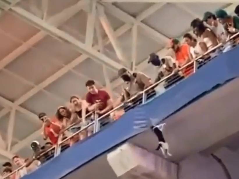 В Майами на матче по рэгби кот упал с верхней трибуны, его спасли благодаря флагу. Видео