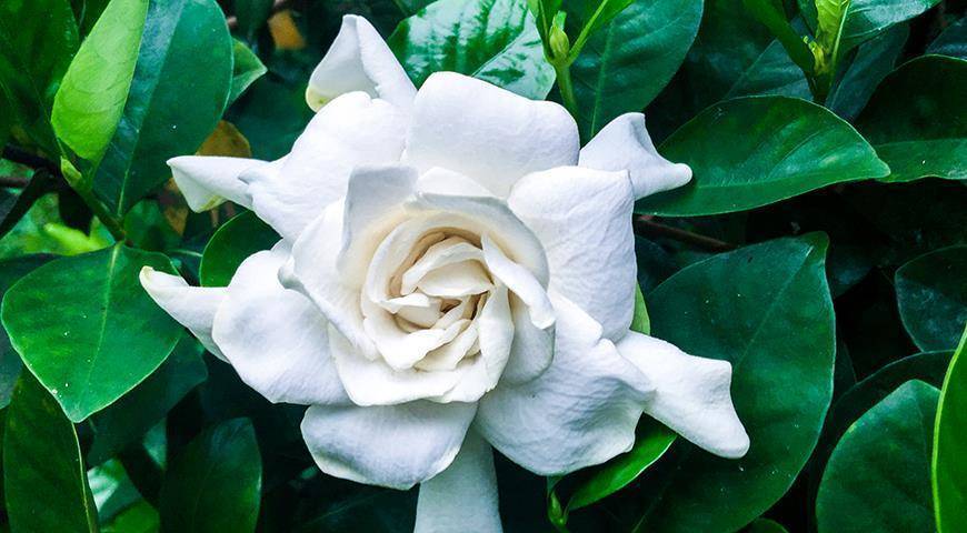 Гардения - капризная белоснежная красавица: все секреты выращивания в квартире