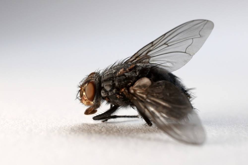 День новой жизни: почему 14 сентября нельзя выбрасывать мертвых мух и тараканов