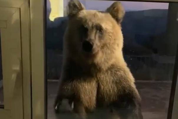 В Башкирии медвежонок пришел в ресторан горнолыжного комплекса