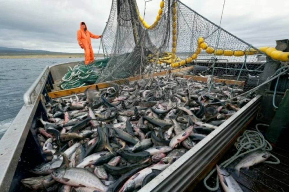 Вылов лосося в России в 2021 году вырос на 12%