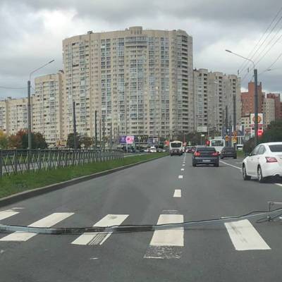 Более 60 деревьев повалил сильный ветер в Петербурге