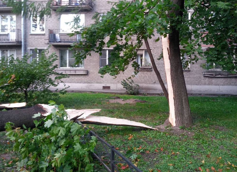 За несколько часов в Петербурге удвоилось число поваленных ветром деревьев