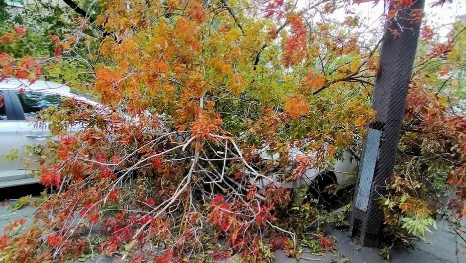 Поваливший более 60 деревьев ураганный ветер продержится в Петербурге ещё сутки