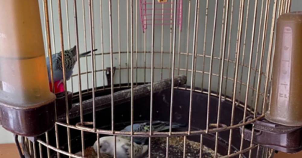 Приморец с ножом украл из магазина попугаев для девушки и сел в тюрьму