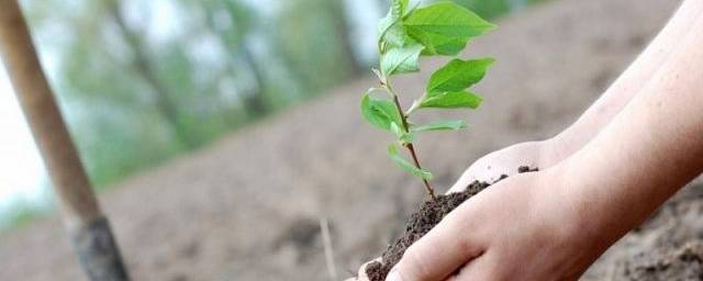 В Белгороде в сентябре высадят 400 новых деревьев