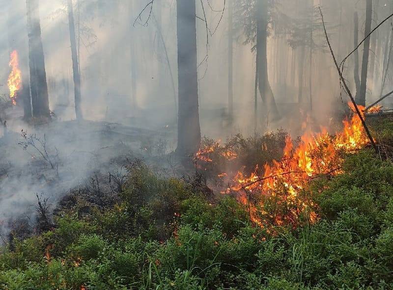 В Смоленской области в четыре раза сократилось число лесных пожаров