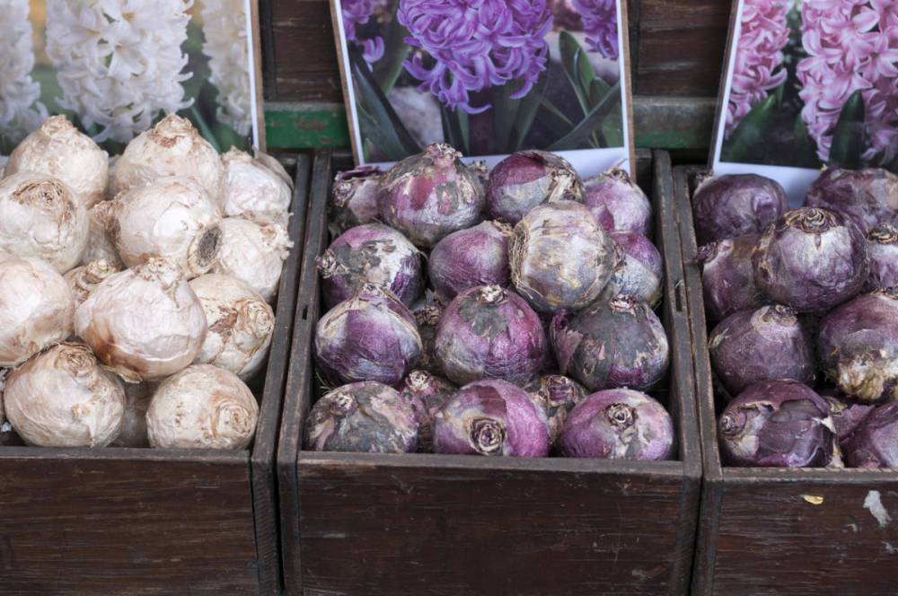Покупка цветущих луковиц – большой риск для садовода