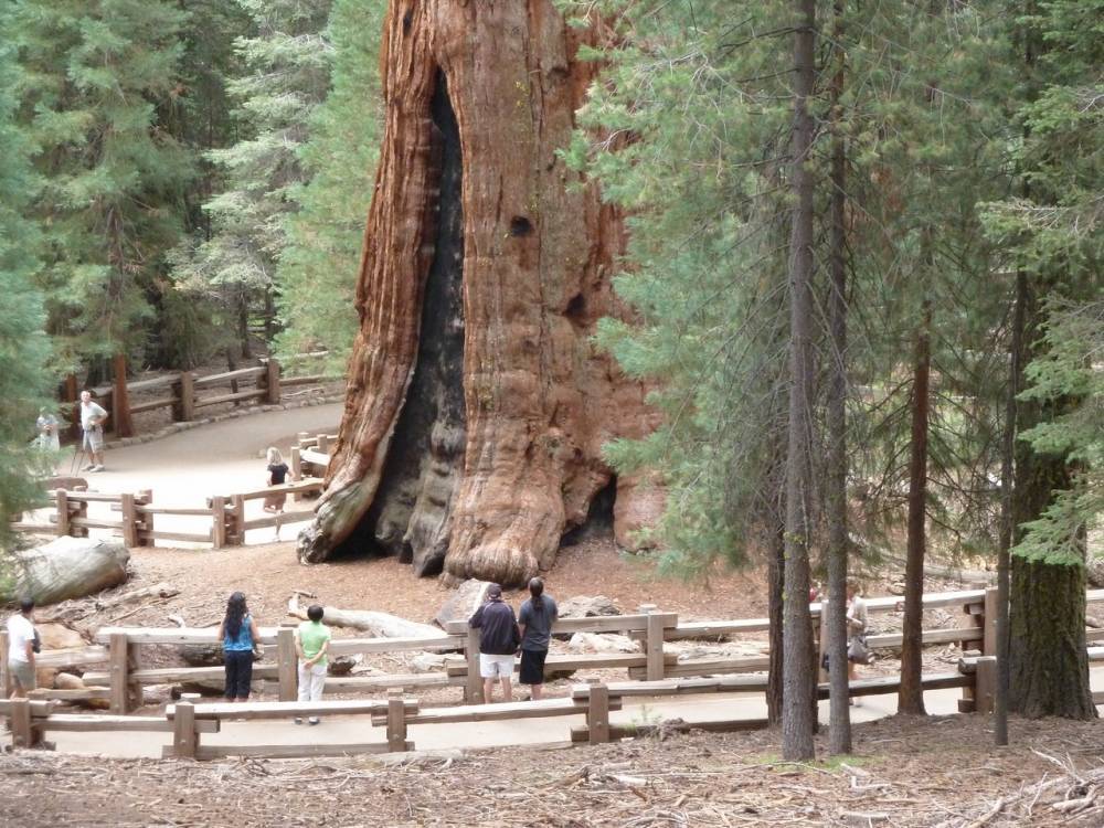 Самое большое дерево мира, которое растет в Калифорнии, может уничтожить пожар