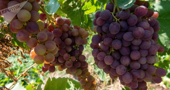 Власти Армении продлят льготные кредиты для бизнеса в целях закупки винограда