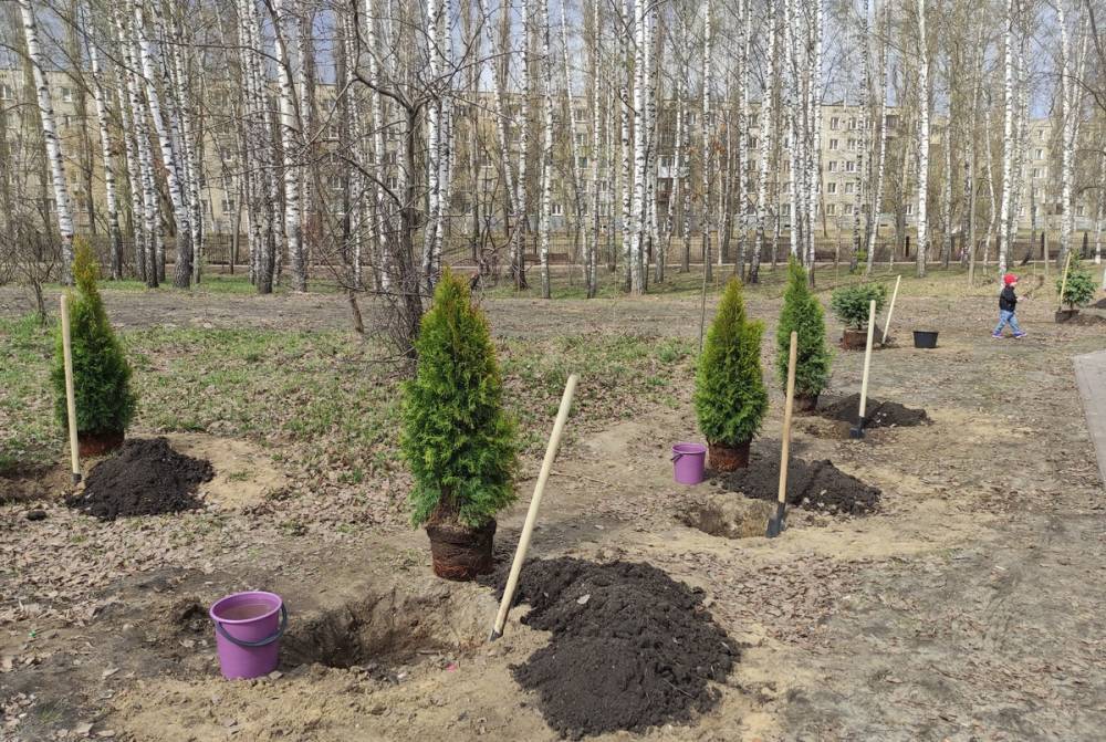 Почти 500 кустов кизильника дополнительно высадят в Сормовском районе