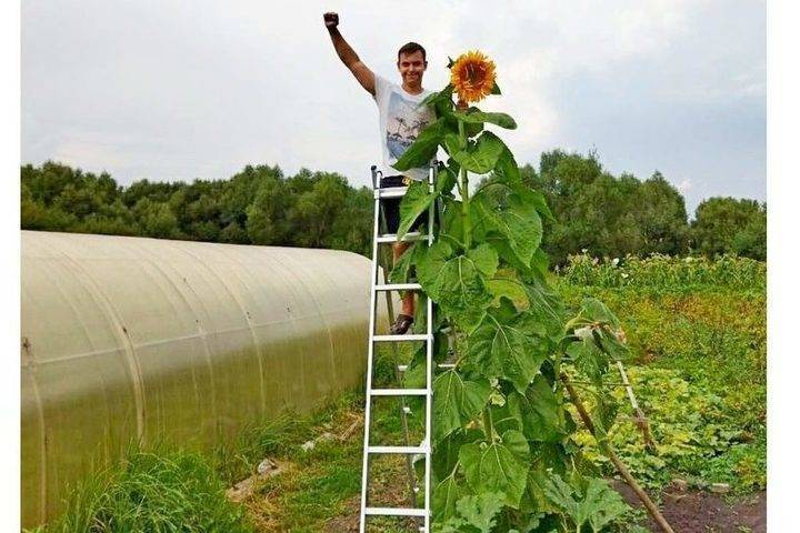 В Рязанской области вырастили подсолнух высотой более трех метров