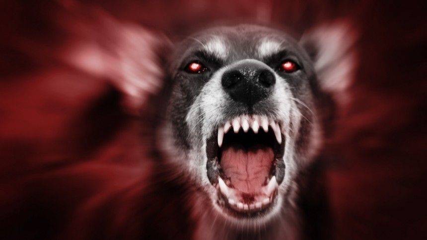 В Перми собака напала на ребенка и откусила ухо