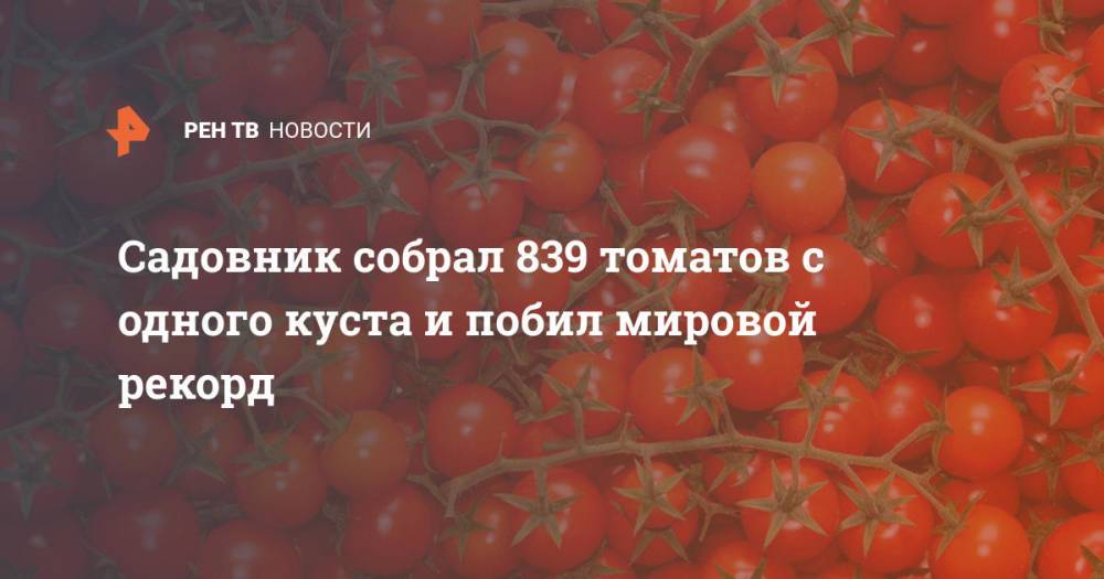 Садовник собрал 839 томатов с одного куста и побил мировой рекорд