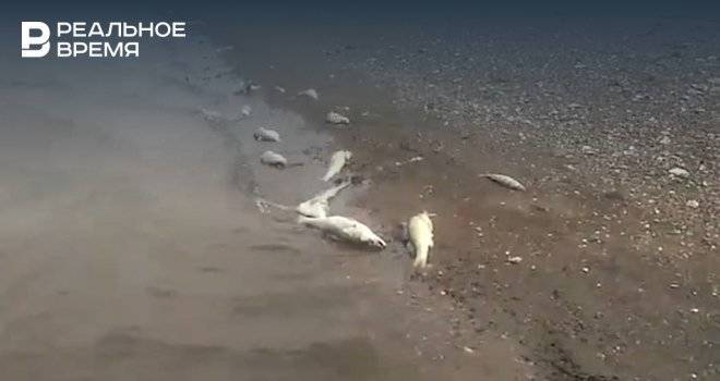 На берегу Камы в Татарстане нашли мертвую рыбу, которую бросили браконьеры