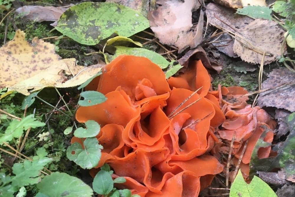 Краснокнижный гриб алеврию нашли в лесу в Новосибирской области