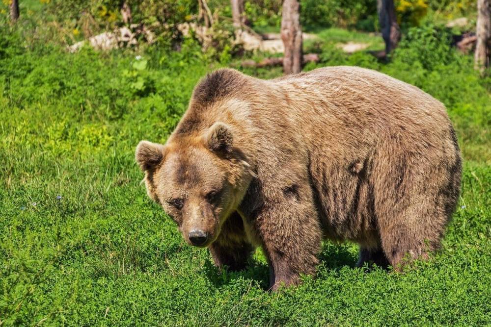 В Рязанской области заметили медведя