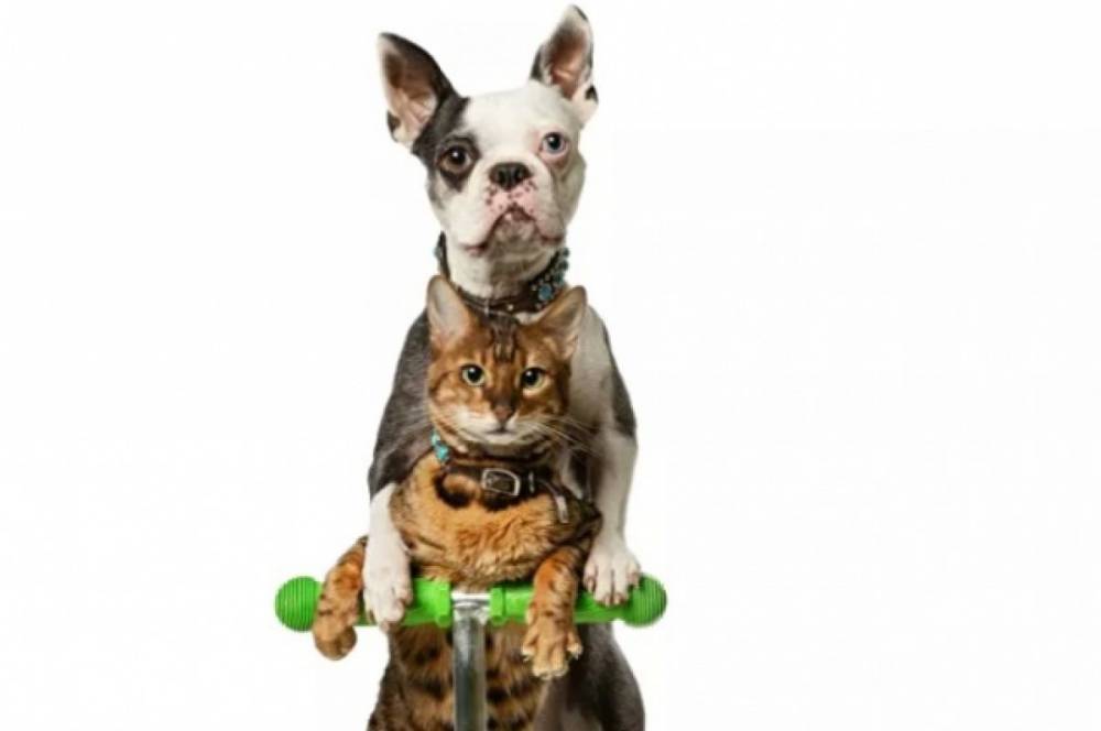 Собака и кошка после поездки на самокате попали в книгу рекордов Гиннесса