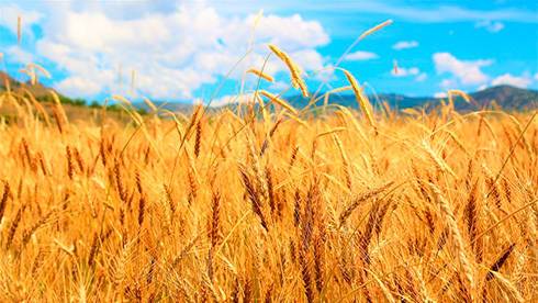 Экспорт зерновых нового урожая превысил прошлогодний показатель на 10%