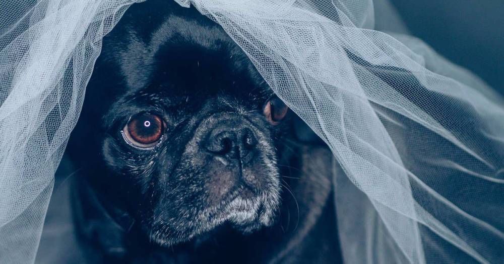 Жених разрешил вход на свадьбу с собаками и без детей и возмутил Сеть