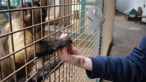 Еще один побег: обезьяны сбежали из зоопарка в Петах-Тикве