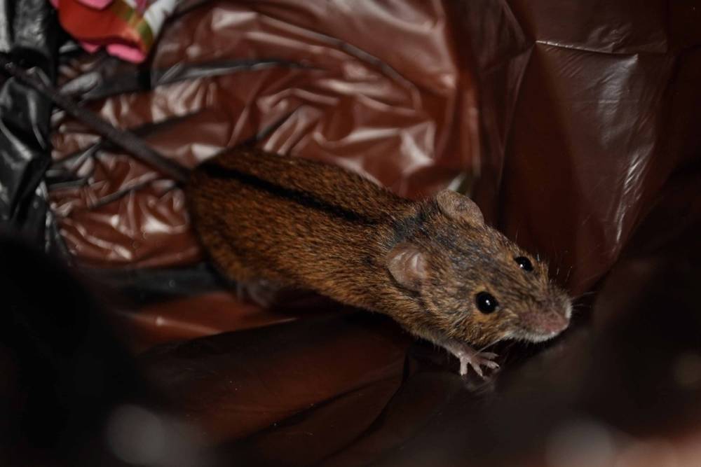 Работник тульского заведения общепита поделился фото крыс и тараканов