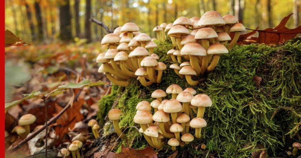 Сколько продлится грибной сезон в Подмосковье, рассказал миколог