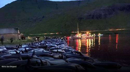 Бессмысленная ежегодная бойня дельфинов произошла на Фарерских островах