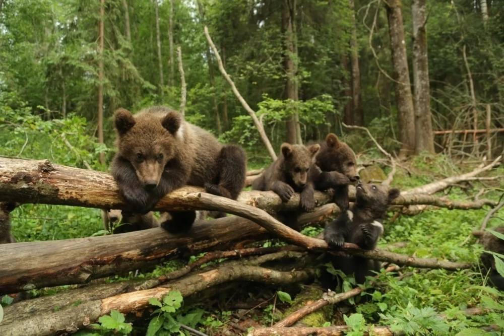 Осиротевших в апреле медвежат вскоре вернут в Костромскую область