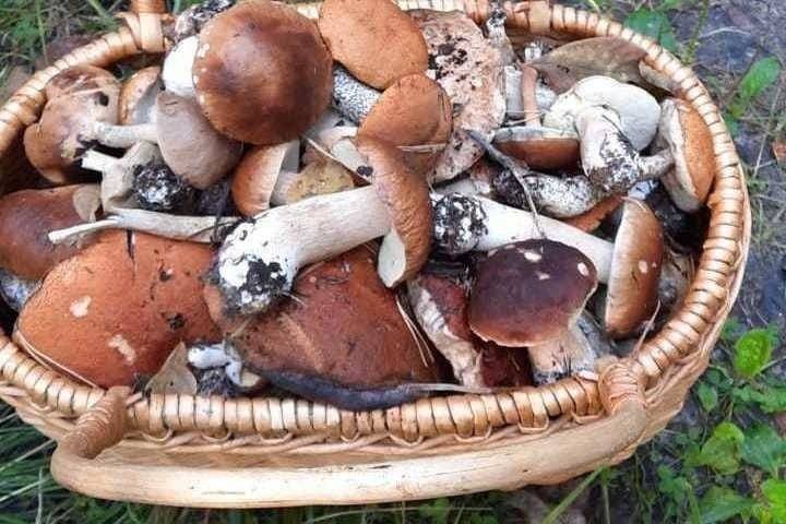 В Касимовском районе 75-летний грибник провел ночь в лесу
