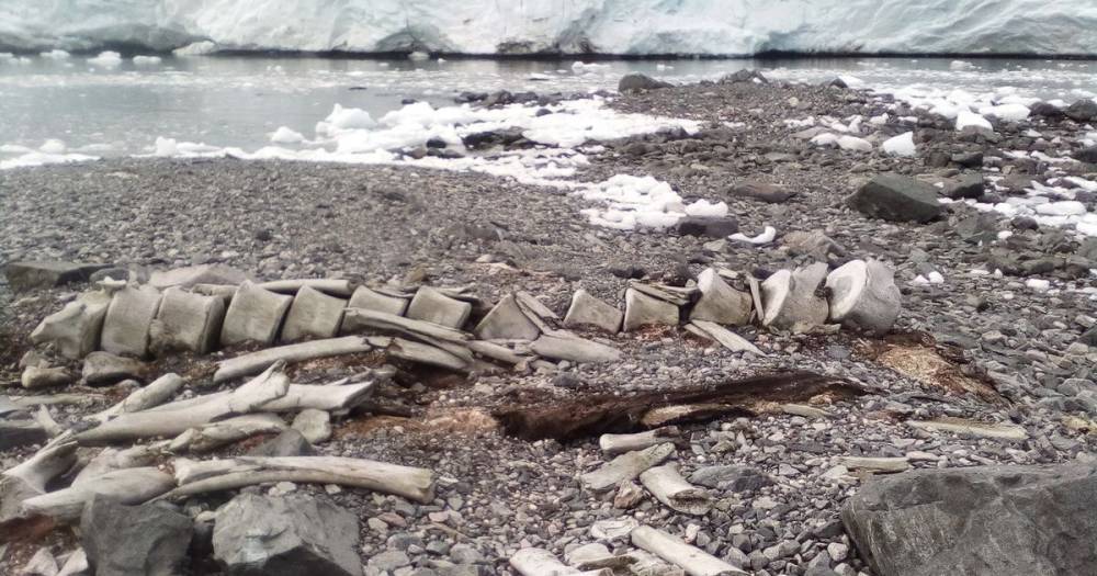 Ученые выяснили возраст останков кита, найденных в районе станции "Вернадский" (фото)